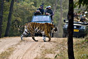 Сафари с тиграми