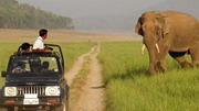 сафари на слонах в питомнике коданад