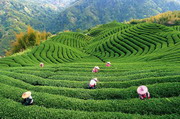 развитие чайной культуры в индии