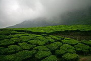 чайные регионы индии