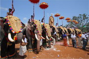 Праздник слонов в Индии – самый зрелищный праздник